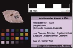 Foto (Objekt + Etiketten) von Decapoda indet. (NHMW-GEO-1990-0041-0162)